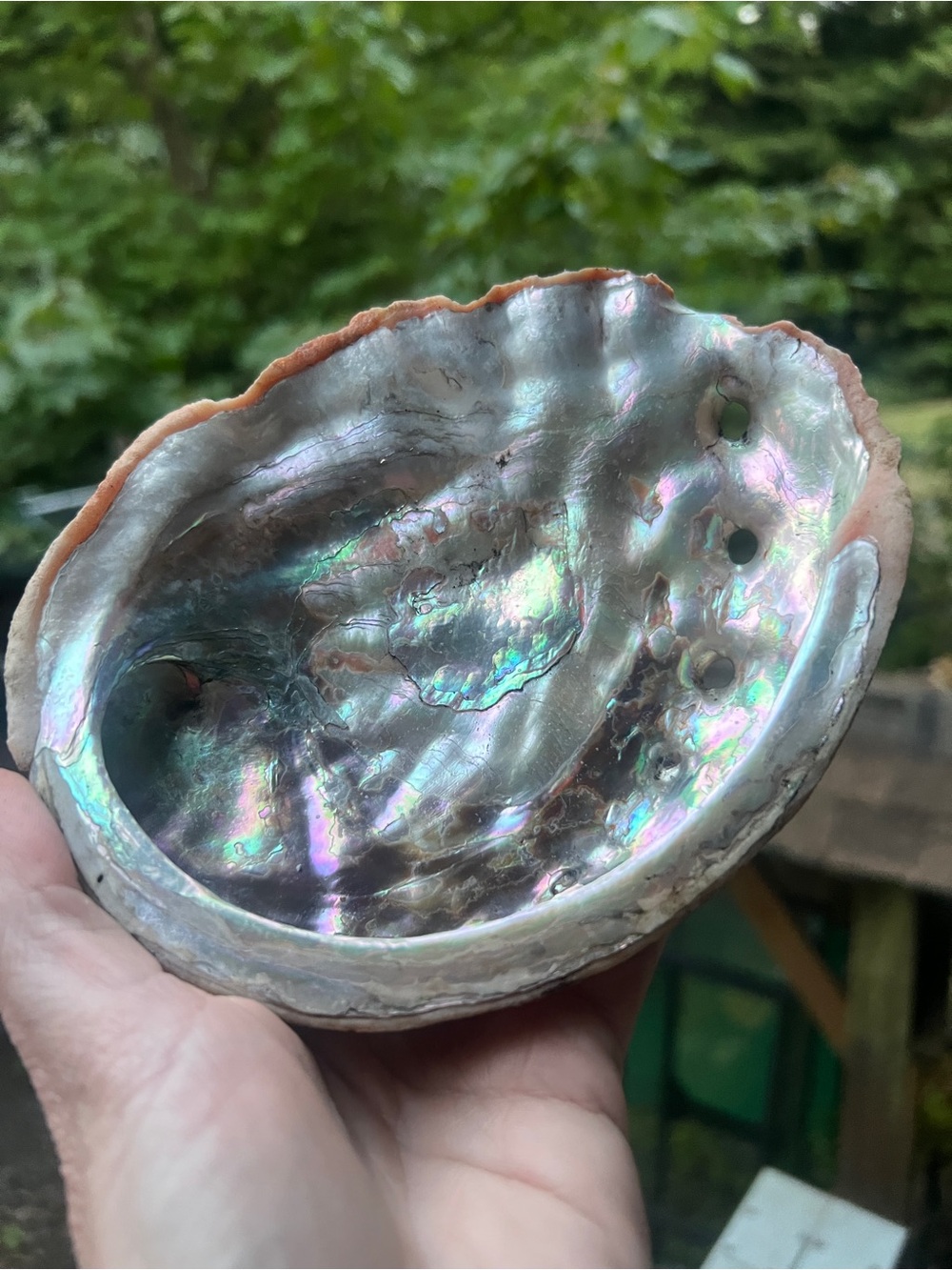 Natural Iridescent Abalone Shell Decorative Home Decor DIY Ocean Nautical Real